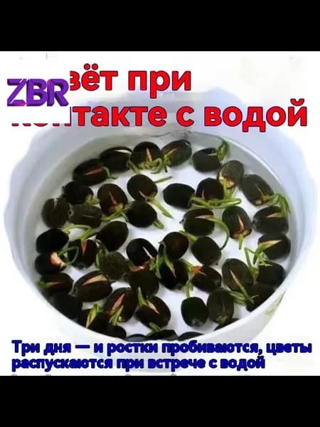 Набор для гидропонного выращивания анемон