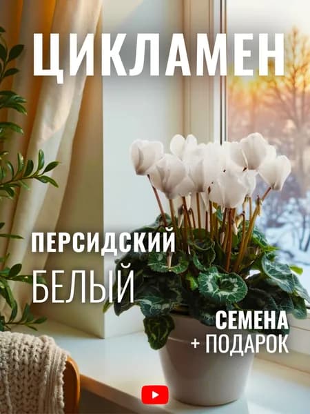 Семена Цикламен персидский Белый, 5 шт, комнатный цветок