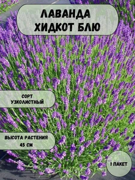 Лаванда Хидкот Блю семена 10 шт