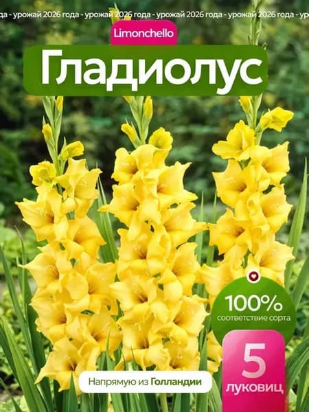 Луковицы гладиолусов крупноцветковые Limoncello