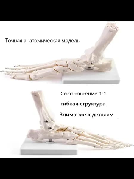 Анатомическая модель правой стопы с гибкими соединениями