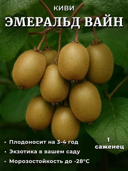 Саженцы древовидная лиана киви Эмеральд вайн