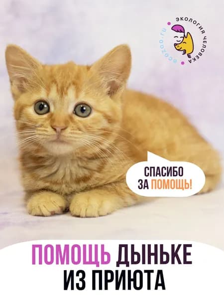 Помочь Дыньке найти дом