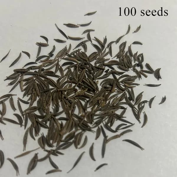 Non-branded Стабилизированные цветы, 10 см, 5.8 гр, 1 шт