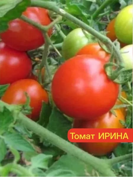 Томат ИРИНА F1 - Ранний, вкусный, урожайный (16-18 кг/м2)! / Семена томата 10 шт. - Агрофирма АЭЛИТА