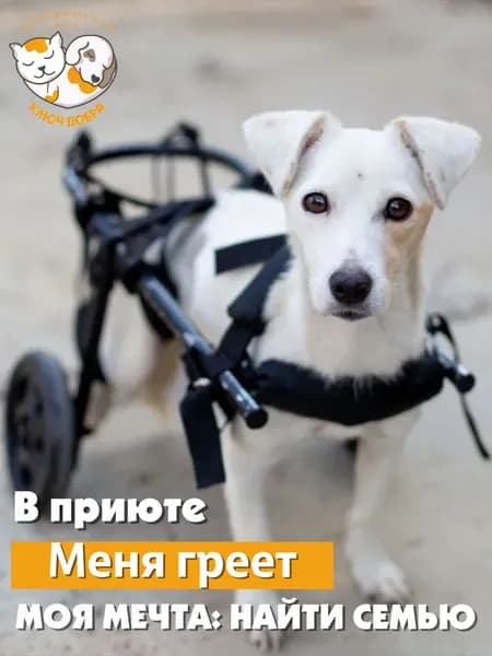 Помочь собаке Сонечке найти дом