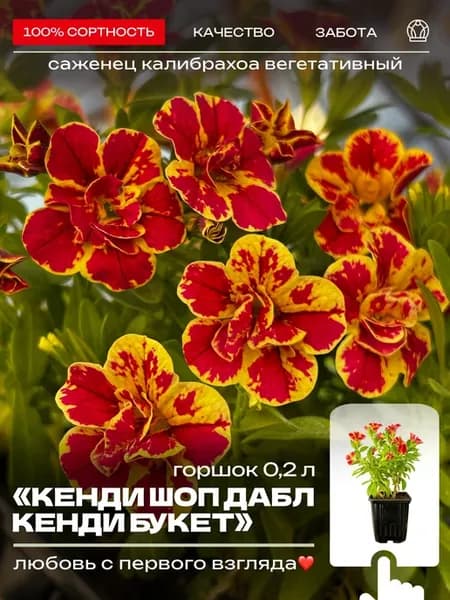 Калибрахоа Кенди Шоп Дабл Букет