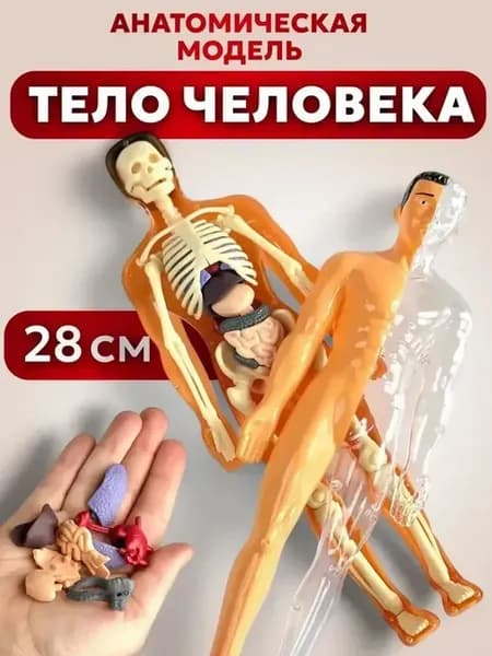 Анатомическая модель для детей Строение человека