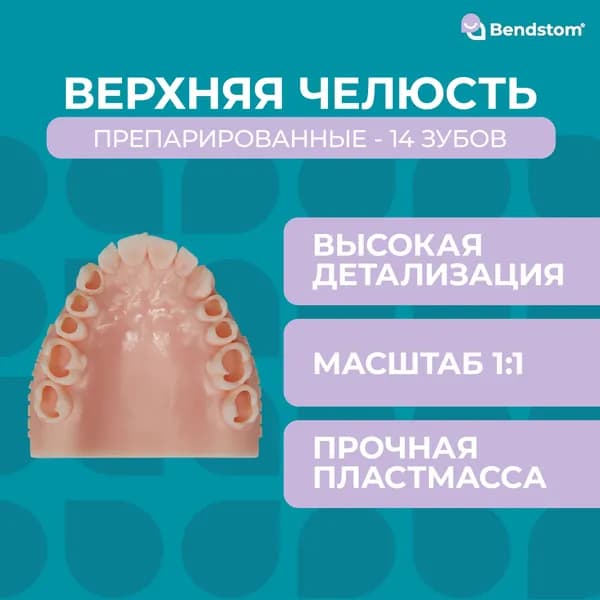 Верхняя препарированная фантомная челюсть (14 зубов) / для отработки мануальных навыков / стоматологические модели для реставрации