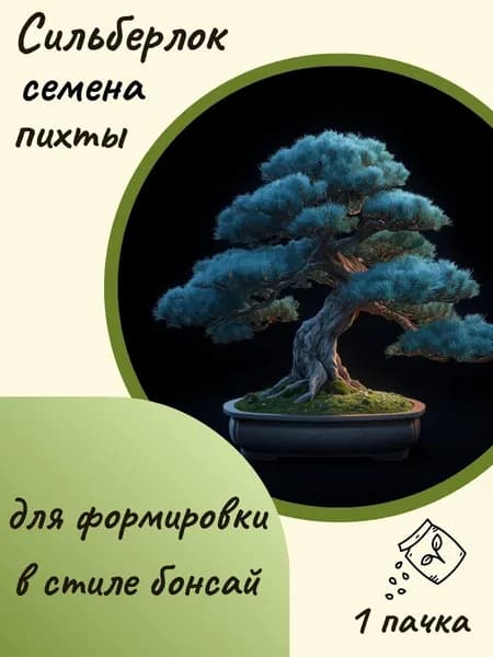 Пихта Сильберлок(бонсай), 10 шт. семян