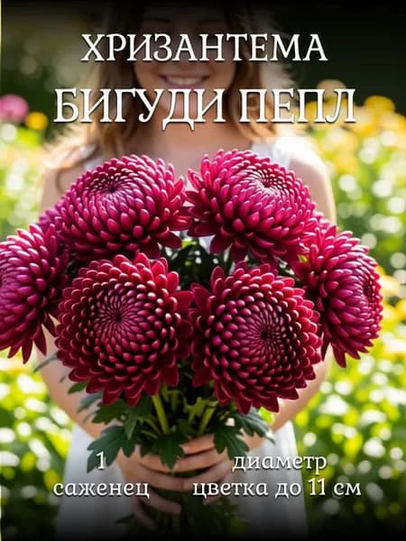 Хризантема саженец многолетняя зимостойкая Бигуди Пепл