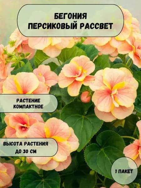 Бегония Персиковый рассвет семена 10 шт