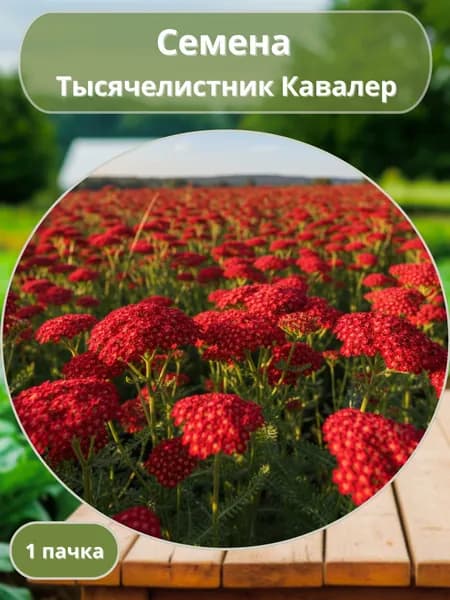 Тысячелистник Кавалер, семена 10 шт