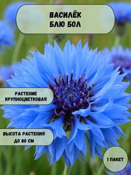 Василёк Блю бол, семена 10 шт