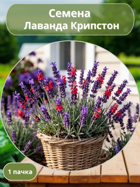 Лаванда Крипстон, семена 10 шт