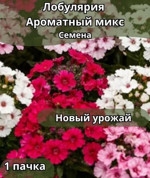 Лобулярия "Ароматный микс" , семена 10 шт