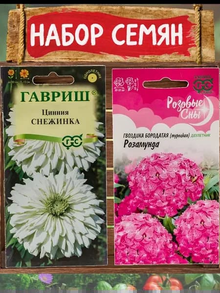 Цинния Снежинка и гвоздика Розамунда