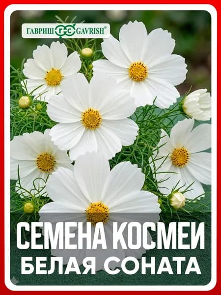 Семена Космея "Белая соната" 0,3 гр, однолетние цветы для дачи, сада и огорода, клумбы, в открытый грунт, цветы из семян, в контейнер.