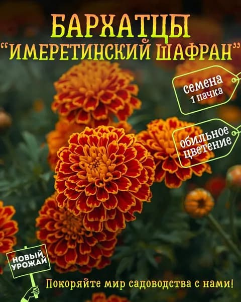 Бархатцы (отклоненные) Имеретинский шафран, семена, 10 шт.