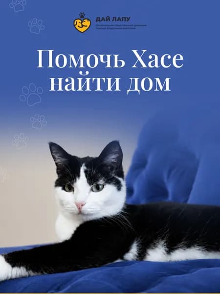 Помочь Хасе найти дом