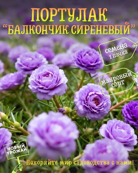 Портулак (махровый) Балкончик сиреневый, семена, 10 шт.