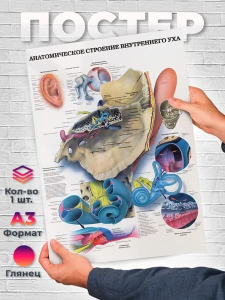 Постер "Анатомия внутреннего уха человека Постер А3", 42 см х 29.7 см