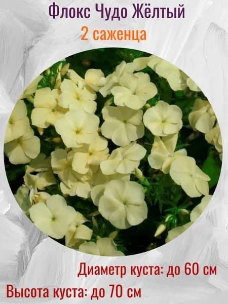 Флоксы саженцы многолетние цветы для сада 2 шт