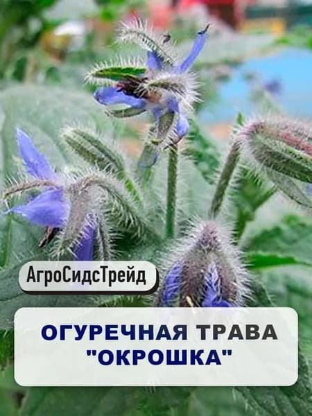 Семена ранней Огуречной травы "Окрошка" 0,5 г для огорода, открытого грунта, контейнера / Бораго