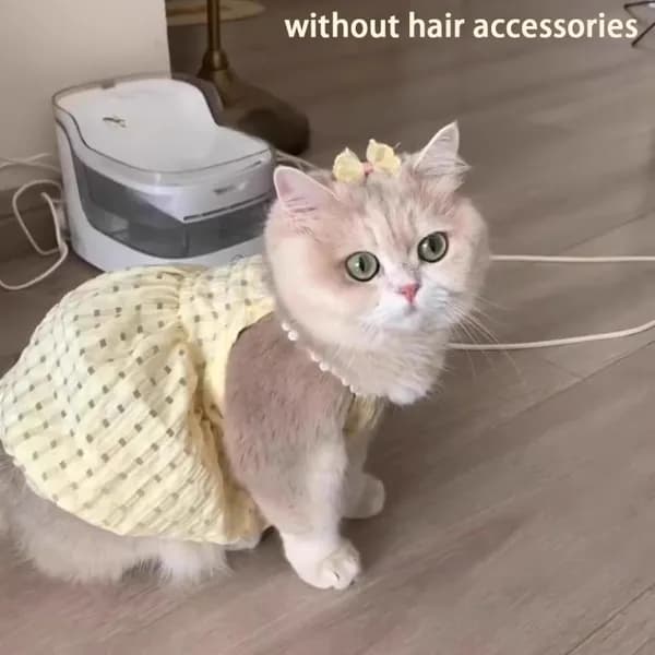 Платье для собаки