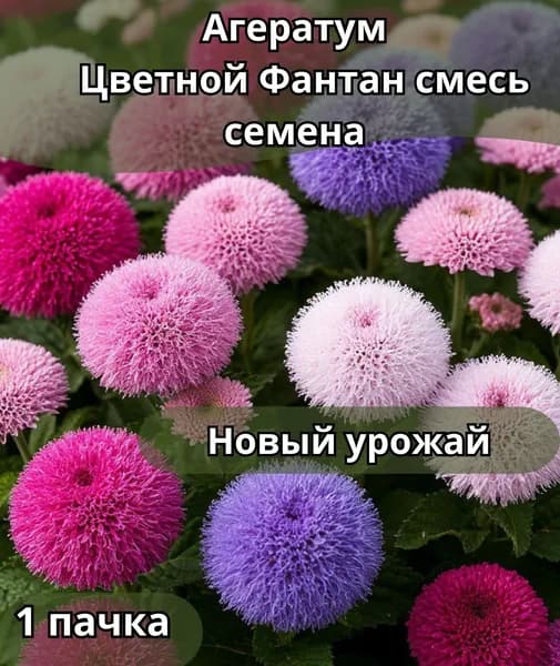 Агератум Цветной фонтан смесь, семена 1пачка