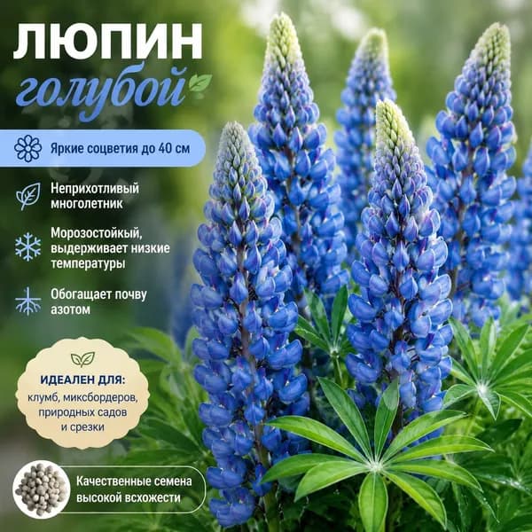 Семена Люпин Голубой, многолетний 15 семян