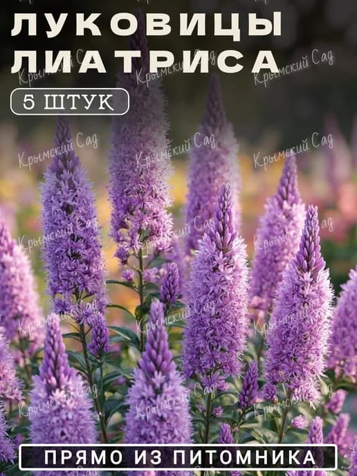 Лиатрис луковицы для посадки 5шт