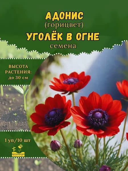 Адонис (горицвет) "Уголёк в Огне" семена, 1 пачка