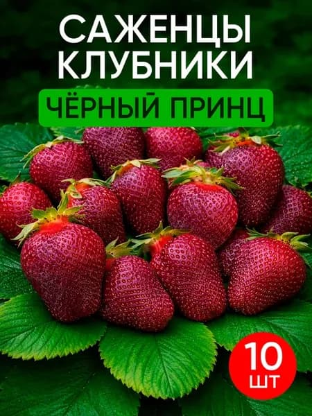Саженцы клубники Черный Принц 10 шт