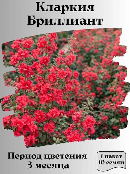 Кларкия Бриллиант, семена, 10 шт.