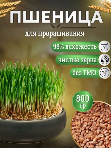 Семена микрозелень Пшеница для проращивания 800 гр
