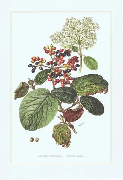 Калина гордовина. Антикварная офсетная литография. Германия, Гамбург, 1960 год