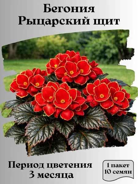 Бегония Рыцарский щит, семена, 10 шт.
