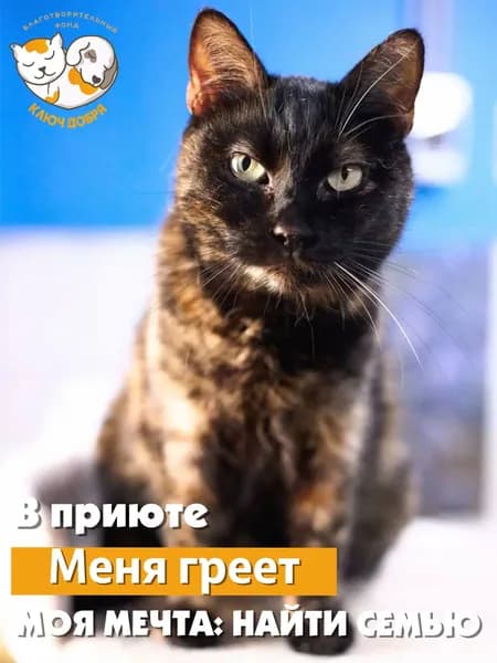 Помочь кошке Соне найти дом