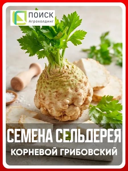 Семена Сельдерей корневой "Грибовский" 0,5 гр, для дома, дачи и огорода, в открытый грунт, на рассаду, в контейнер.