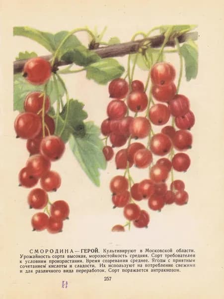 Антикварная двухсторонняя офсетная литография. Смородина Герой и Голландская красная. СССР, 1957 год