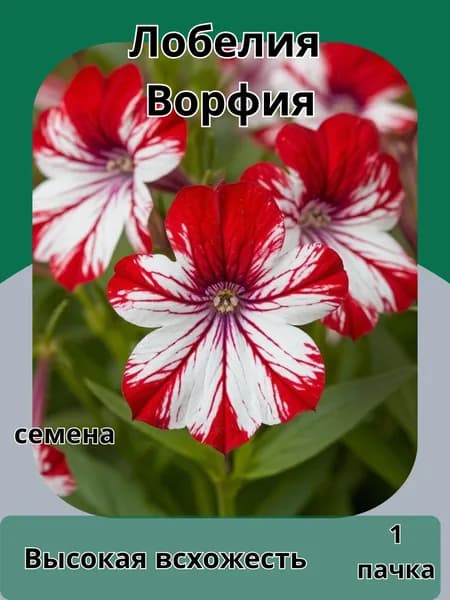Лобелия Ворфия, семена 10шт