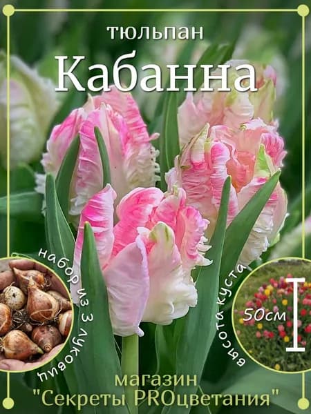 Луковицы тюльпана Кабанна 3 шт