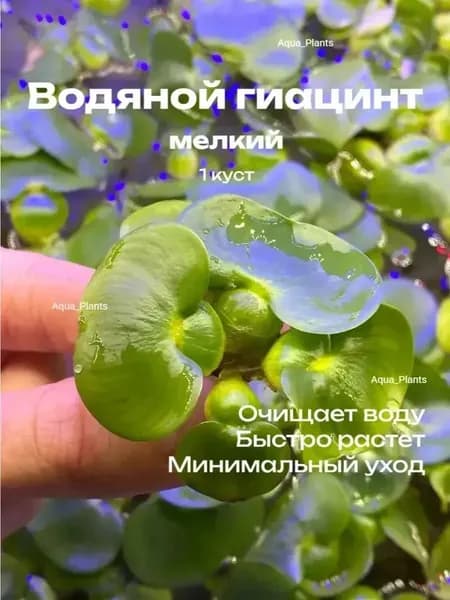 Водяной гиацинт мелкий (Эйхорния отличная или толстоножковая) - Eichhornia crassipes (1 куст). Живое аквариумное и прудовое растение