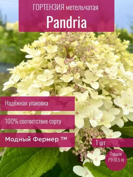 Гортензия метельчатая Пандрия, саженец в горшке 0,5 л