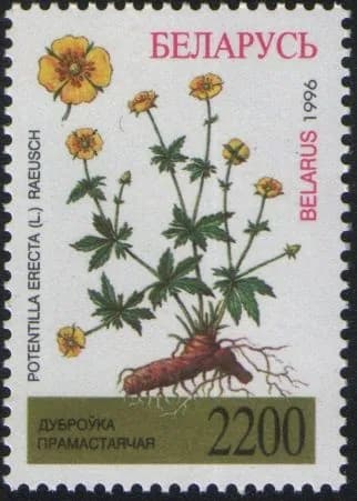 Беларусь 1996 Флора Беларуси - Лекарственные растения, марка Лапчатка обыкновенная (Potentilla erecta) (MNH)