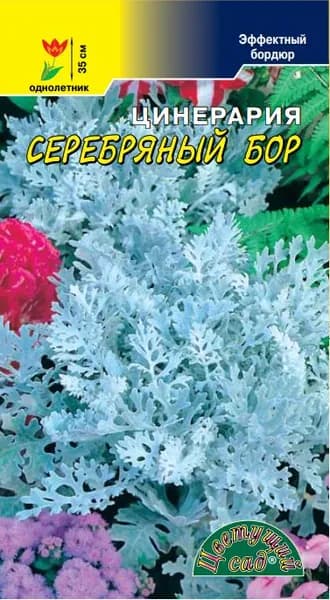 Цинерария Серебряный бор