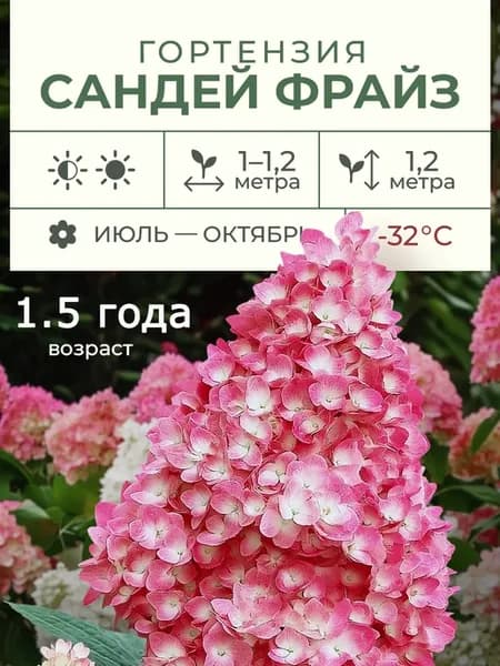 Гортензия метельчатая Сандей Фрайз (Sundae Fraise)