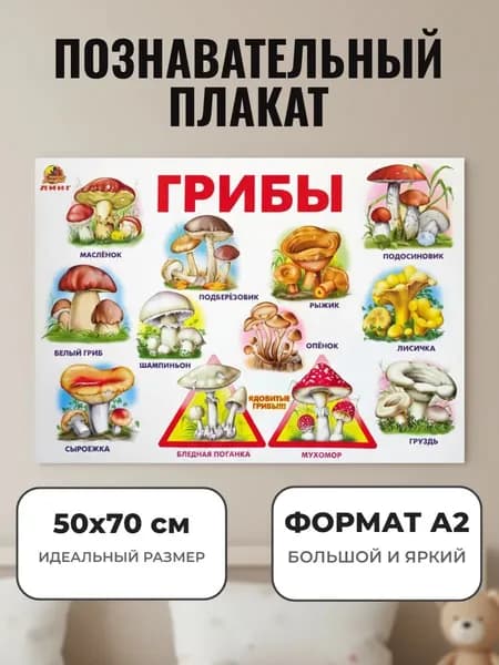 Развивающий плакат А2. Грибы