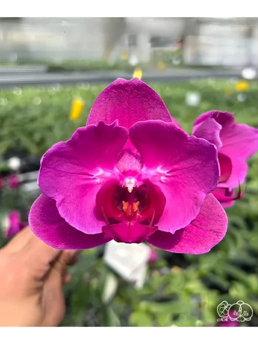 Орхидея живая подросток Dai Yang Beauty (peloric), ∅ 2,5"